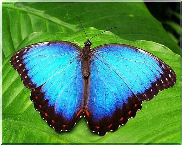 Transformation from larva to blue butterfly