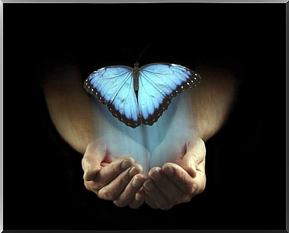 A blue butterfly in hands