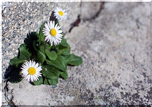 Flowers on the road that represent the positive side of adversity in life