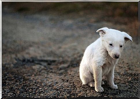 Sad puppy and animal consciousness