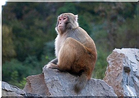 Monkey and animal consciousness