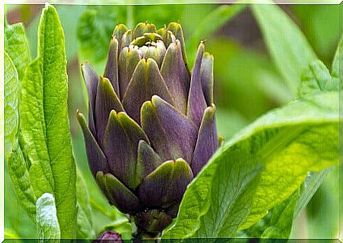 Artichoke