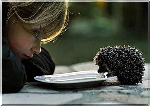 Kindness is good for the brain: Children watch hedgehogs drinking