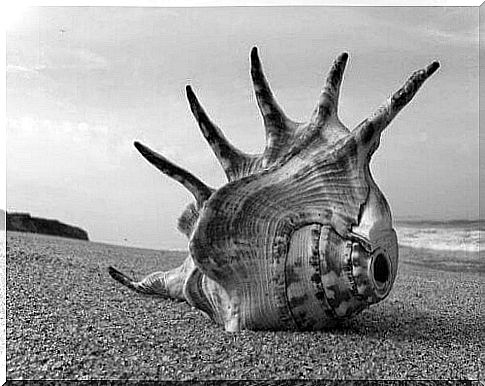 A shell on the beach