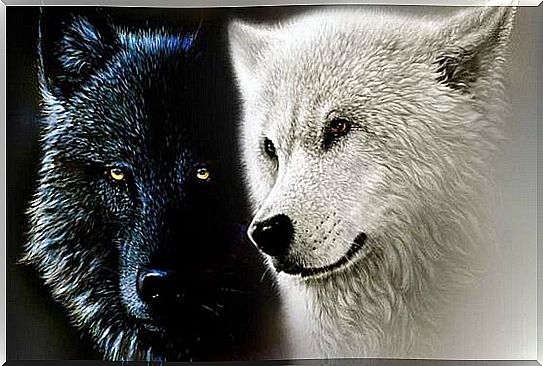 The Cherokee legend about the two wolves, or our inner forces