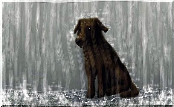 dog in the rain