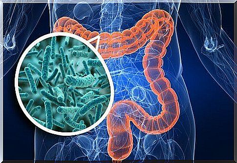 intestinal flora